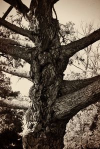 Low angle view of bare tree