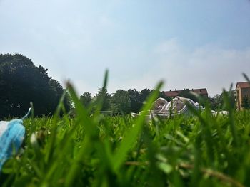 Plants on grassy field