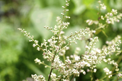 Close-up of white flowering plants