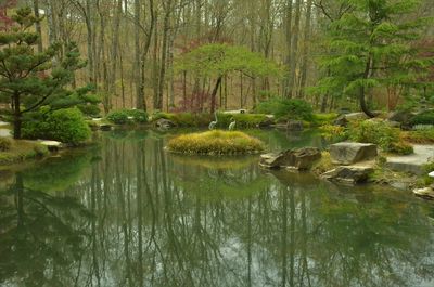 Scenic view of lake in forest