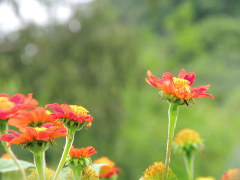 Close-up of red flowering plant