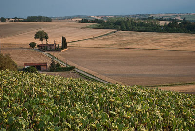 Scenic view of agricultural field against sky