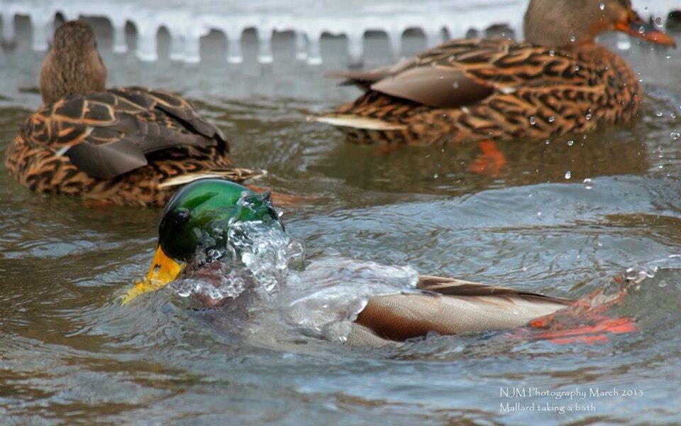 DUCKS IN WATER