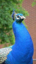 Close up of a bird