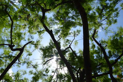 Low angle view of trees against sky