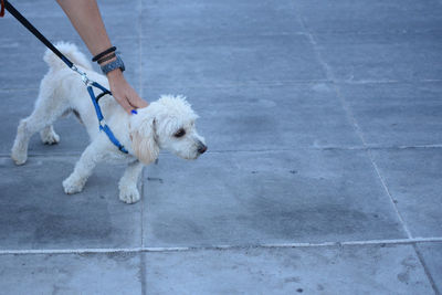 Cropped hand touching dog on footpath