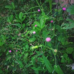 Close-up of flowers growing on plant