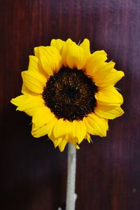 Close-up of yellow flower blooming outdoors