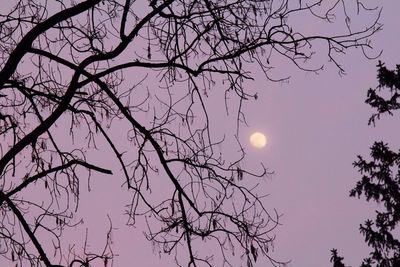 Low angle view of bare trees against sky