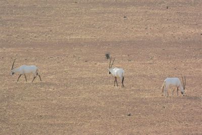 Sheep grazing in a field