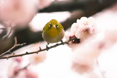 Close-up of japanese white-eye perching on plum blossoms branch in springtime 