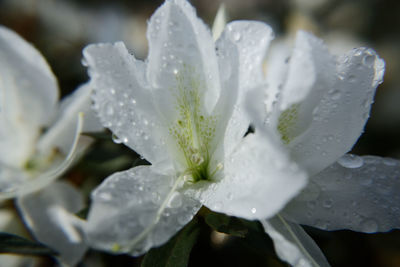 Close-up of raindrops on white flower