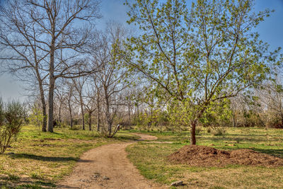 Trees growing on field
