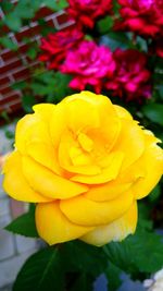 Close-up of yellow rose