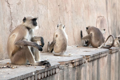 Cute monkeys sitting against the wall of a famous temple