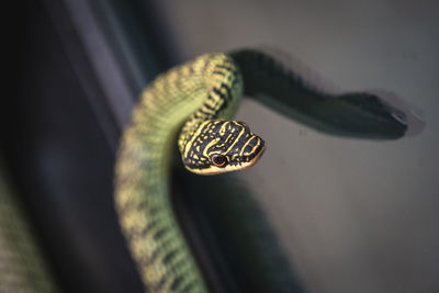 Close-up of a snake