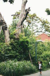 Boy standing by tree against sky