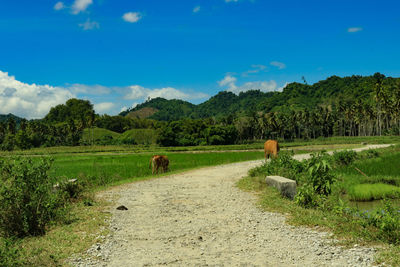 View of a sheep on landscape