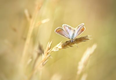 Close-up of butterfly on flower