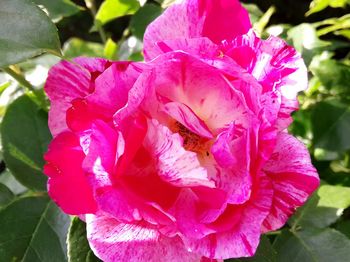 Close-up of pink rose flower