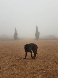 Horse in a field