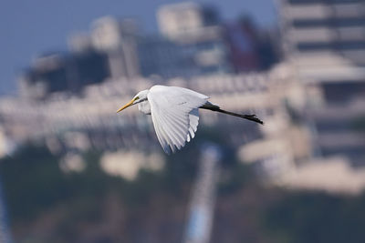 Heron flying