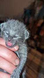 Close-up of hand holding kittens 