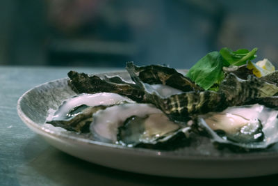  oysters on a plate. close-up shot.