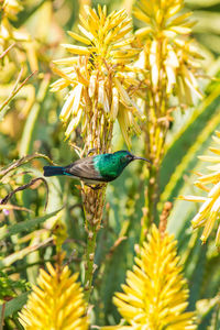 Close-up of bird perching on plant