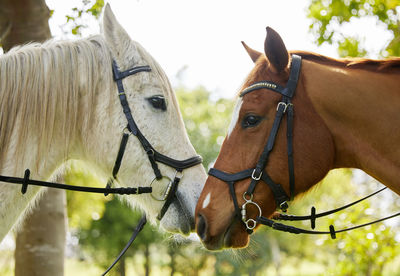 Close-up of horse on field