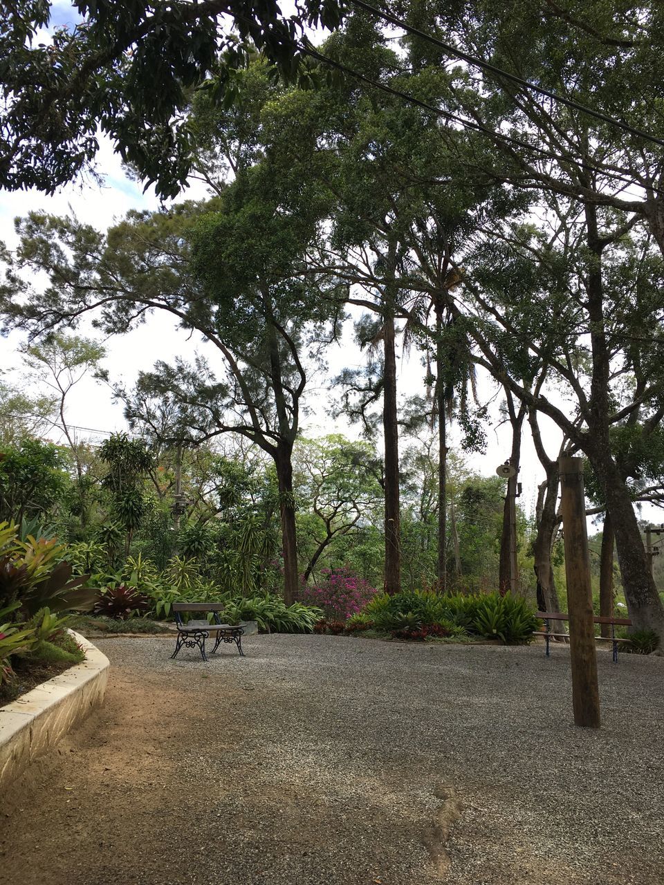 TREES GROWING IN PARK