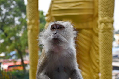 Close-up of monkey looking away