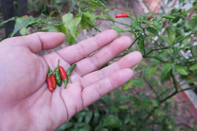 Cropped hand of woman holding red and green chili peppers in garden