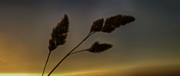 Close-up of plants against sky