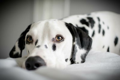 Close-up portrait of dog