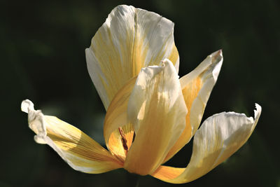 Close-up of white crocus against blurred background