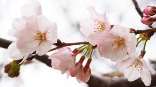 Close-up of cherry blossom