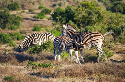 Zebras on a field