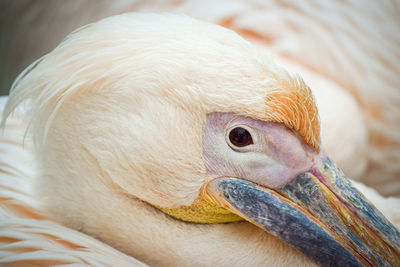 Close-up of bird