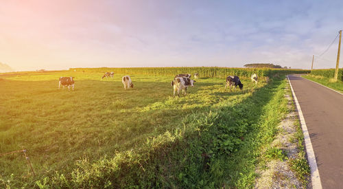 People walking on road amidst field against sky