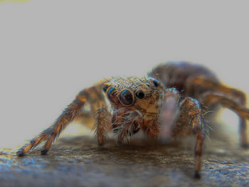 Close-up of spider