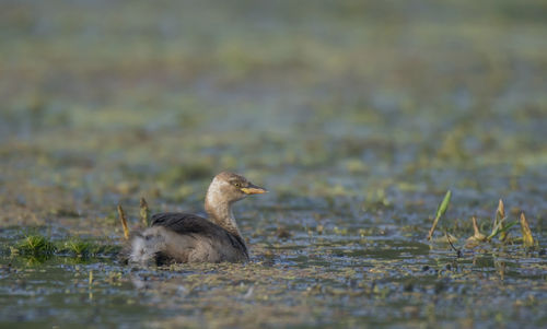 Duck swimming in a lake