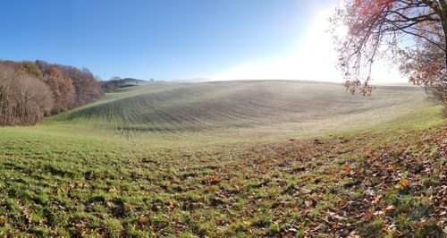 Scenic view of field against clear sky