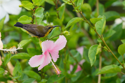 Close-up of bird perching on plant