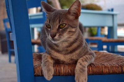 Close-up portrait of cat sitting on floor
