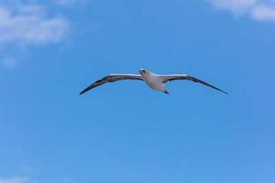 Low angle view of seagull flying in sky