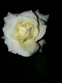 Close-up of white rose against black background