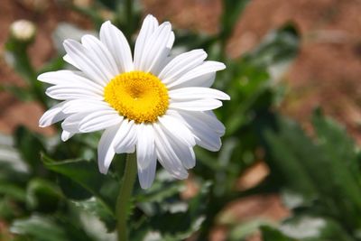 Close-up of white daisy blooming outdoors