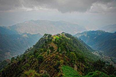 High angle view of lush foliage