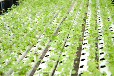 Celery vegetable growing in plant nursery in hydroponics farm. food  agriculture industry